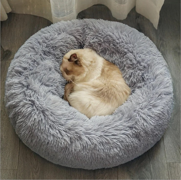 Accessoires pour chien